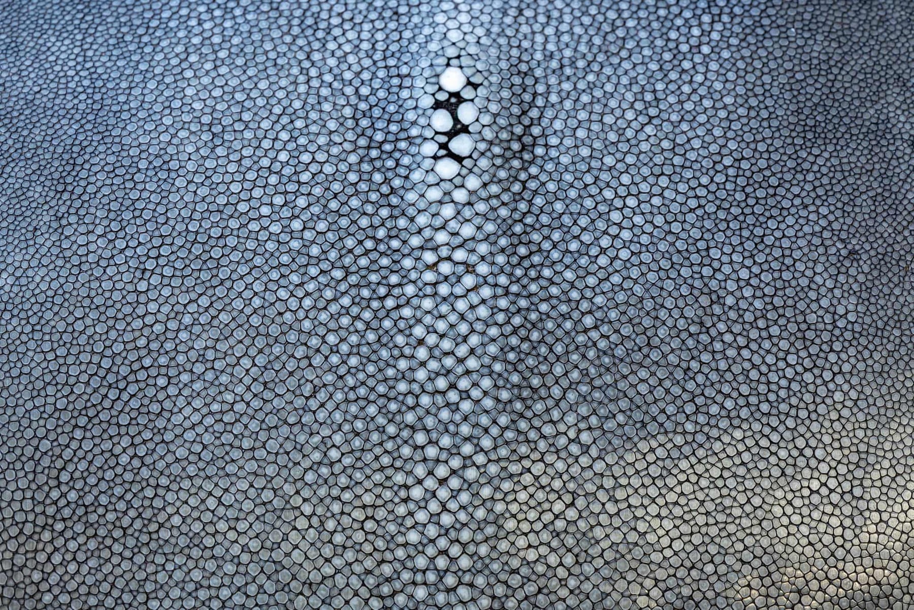Christiane Murner, maroquinière. — photographie