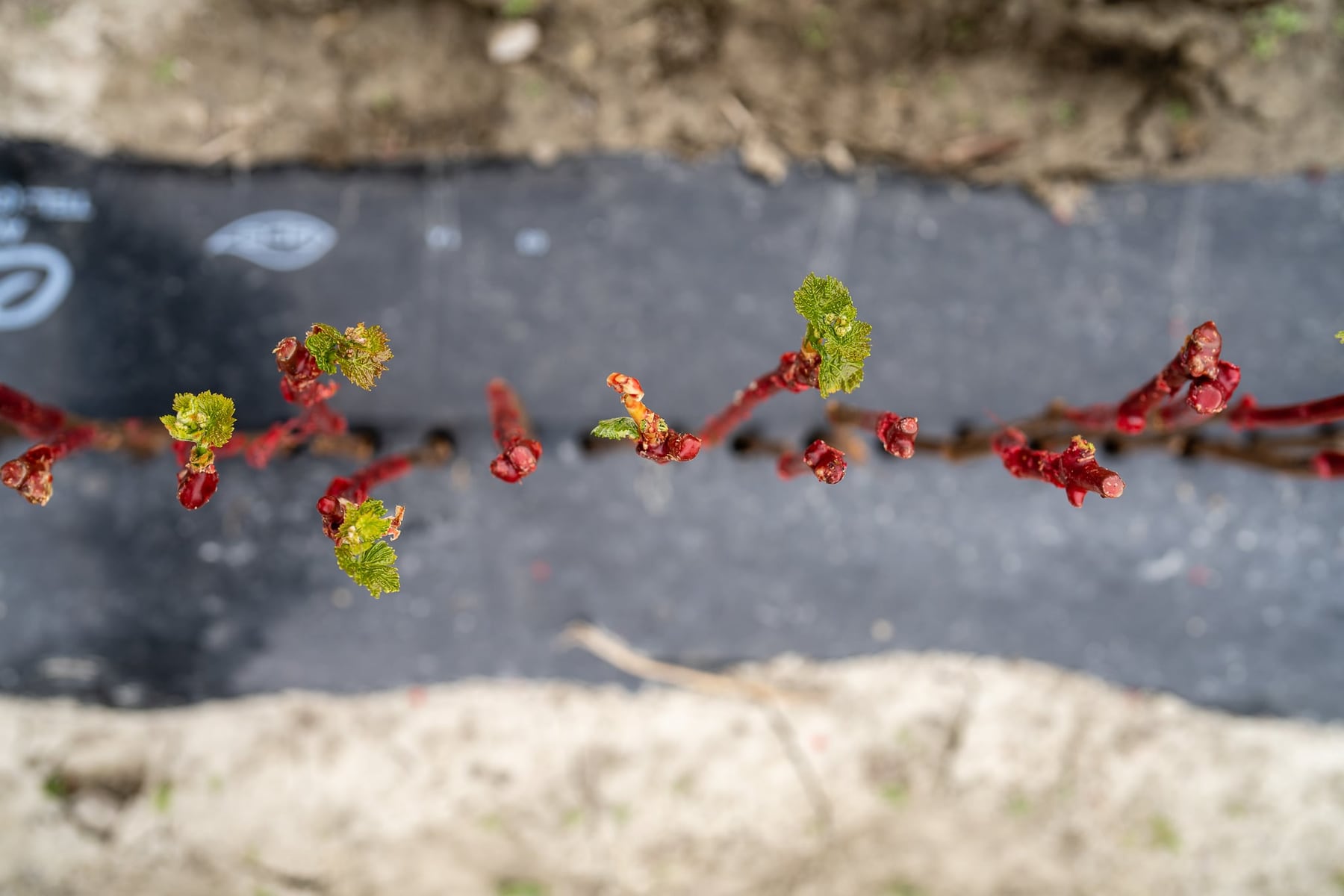 Éric Germanier, pépiniériste viticole. — photographie