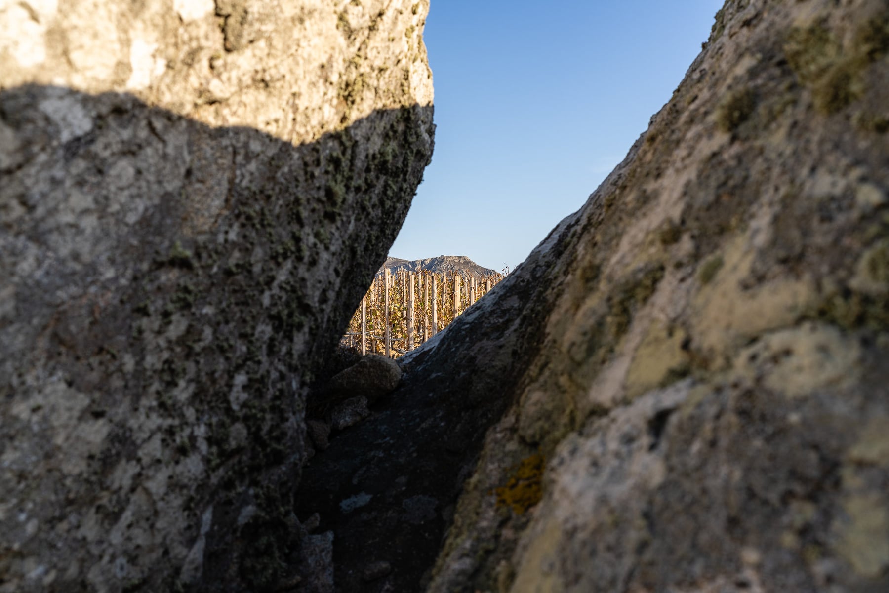 Alexandre Avatangelos, viticulteur encaveur. — photographie