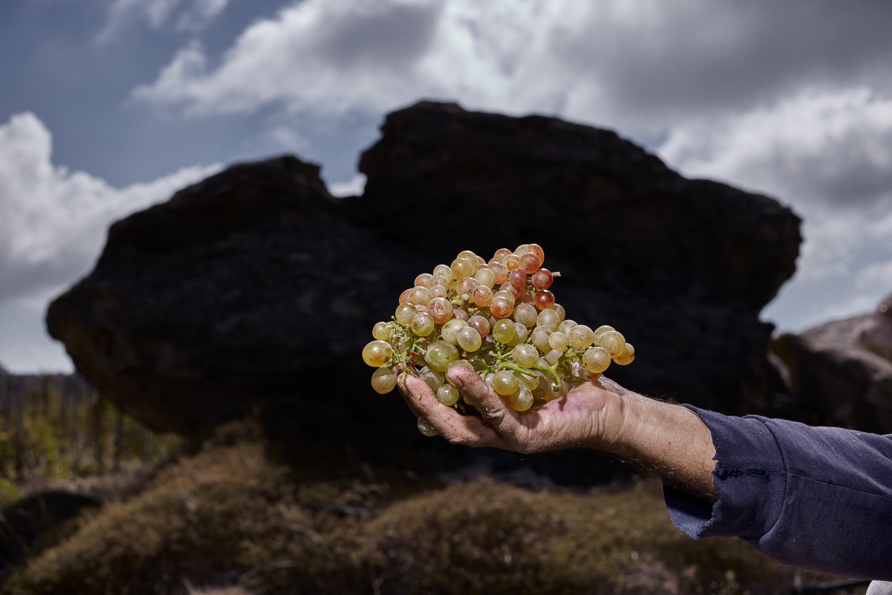 Alexandre Avatangelos, viticulteur encaveur. — photographie