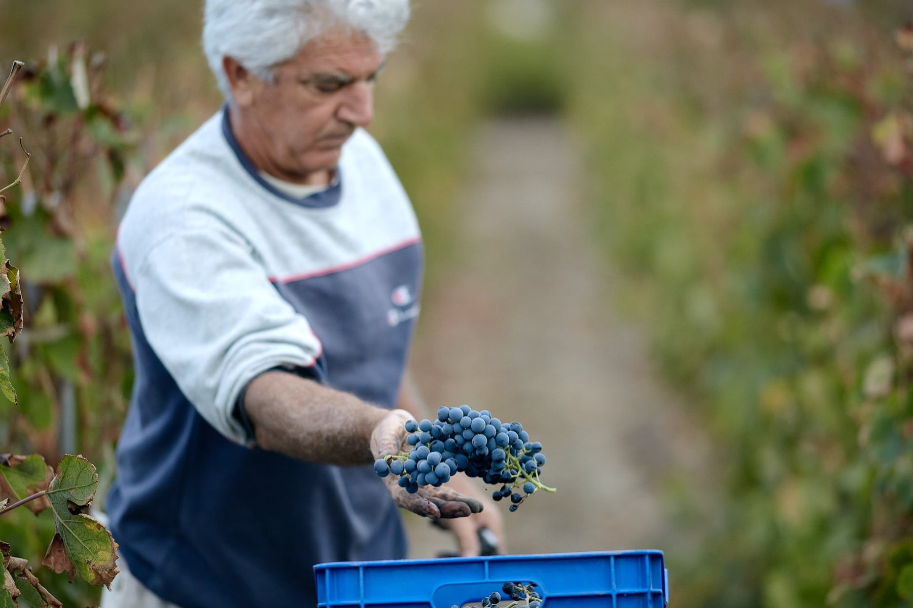 Alexandre Avatangelos, viticulteur encaveur. — photographie