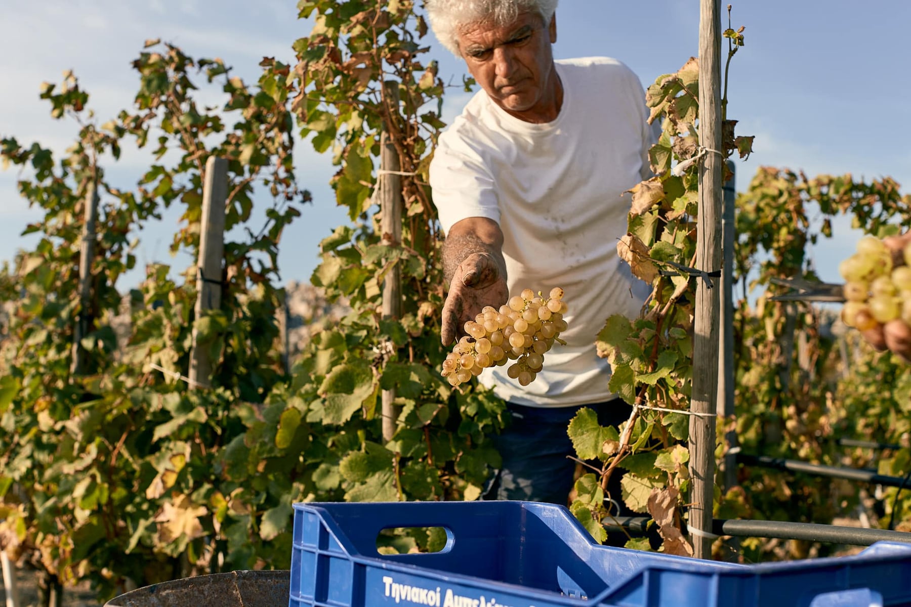 Alexandre Avatangelos, viticulteur encaveur. — photographie
