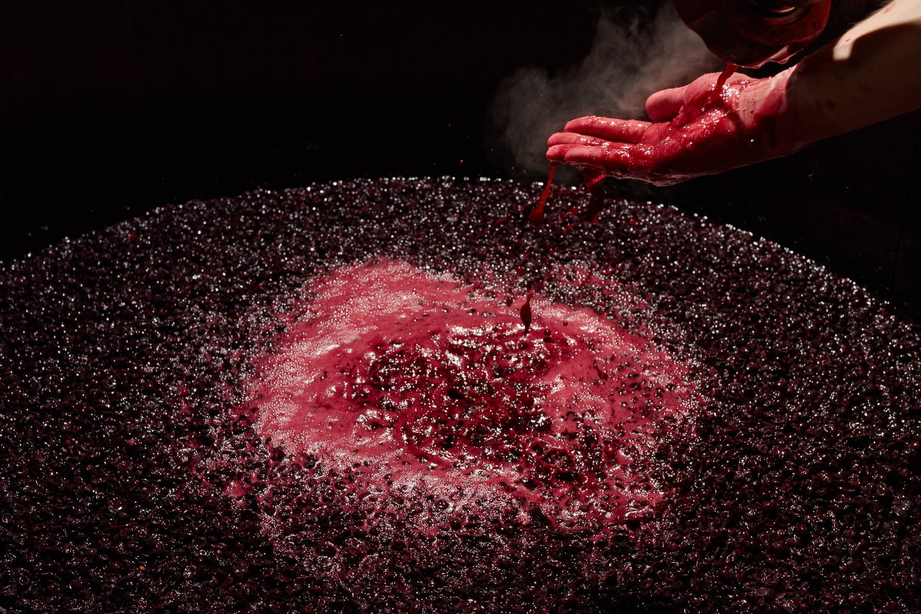 Alexandre Avatangelos, viticulteur encaveur. — photographie